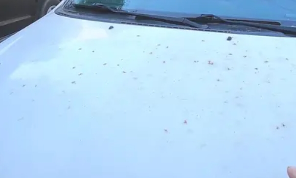 car paint damage